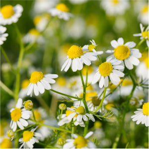 Chamomile <br> leaves