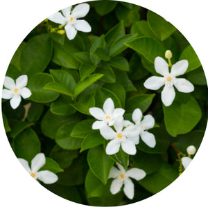 Jasmine flower extract