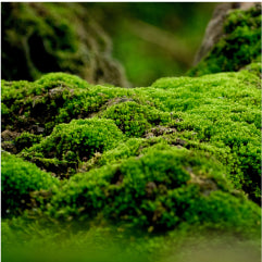 MossElixir™ Extract