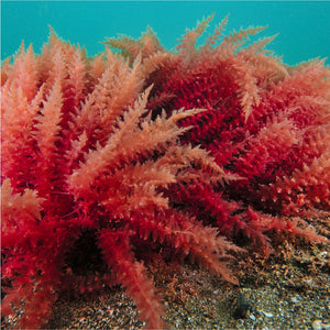 Red algae <br> extract