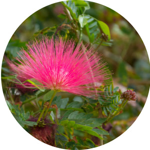 Silk tree extract